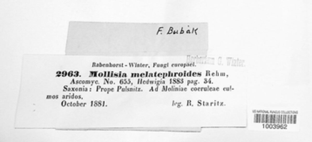 Mollisia melatephroides image